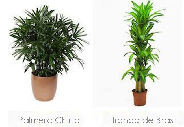 planta palmera china