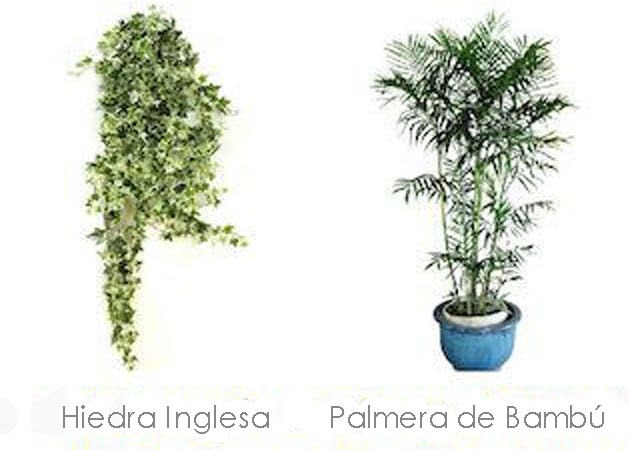 plantas hiedra inglesa