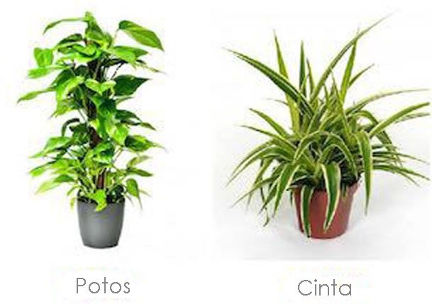plantas poto