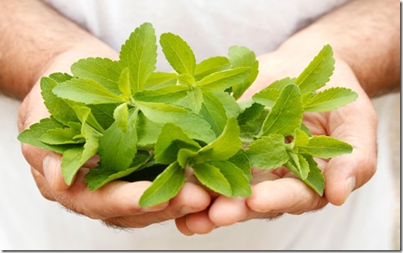 planta ecodulzante stevia