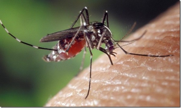 picadura mosquito