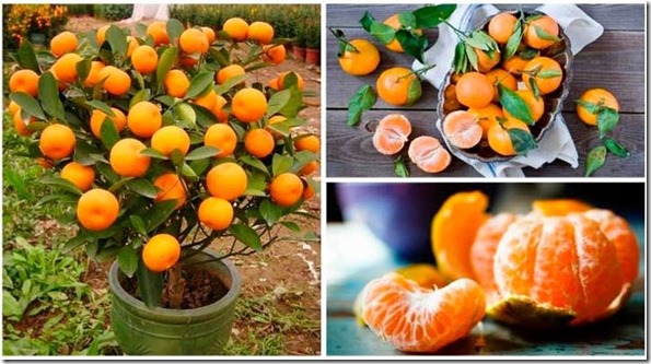Mandarina-por-lotes