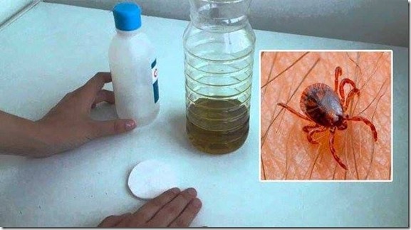 remedio casero para las pulgas